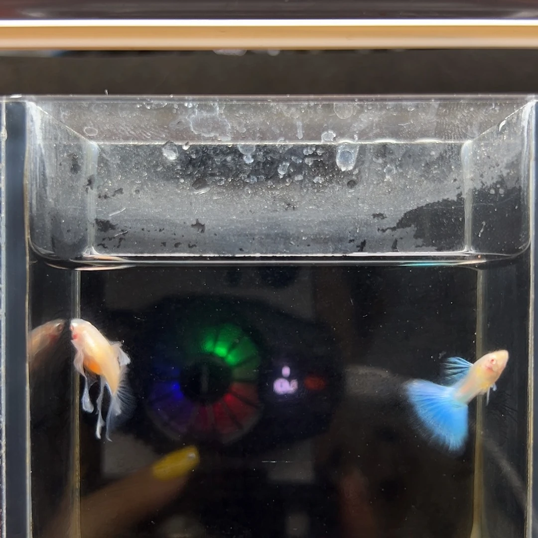 孔雀鱼蓝白绣球一对