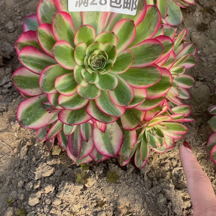 2423二号棚荔枝多肉植物O