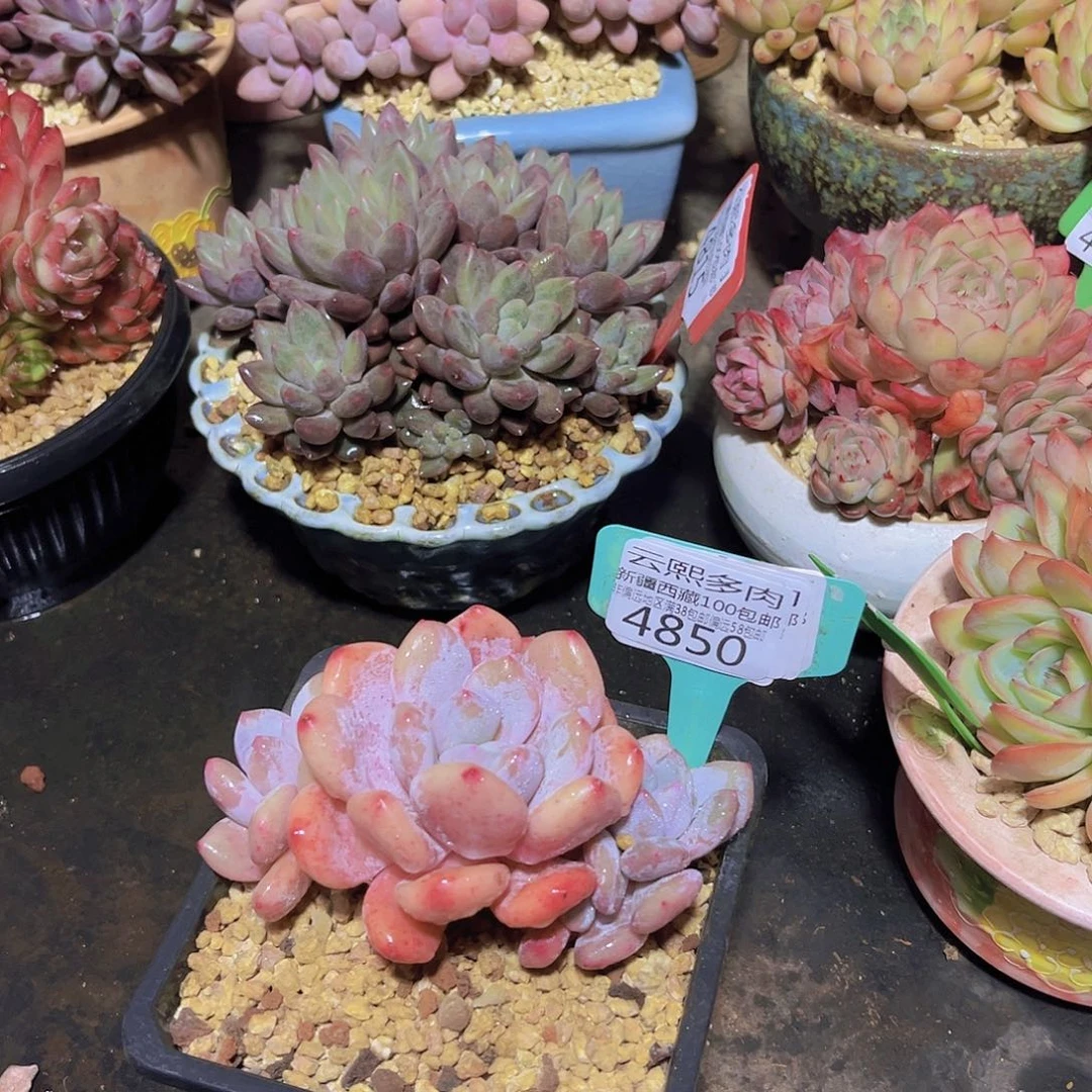 4850雪桃多肉植物