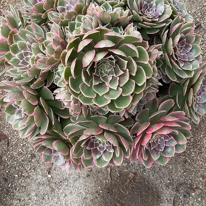 多肉植物粉花妖锦…………