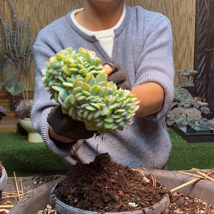 手***4389 号白凤多肉植物