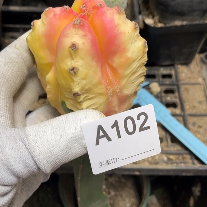 无根三脚架接102号鸾凤御景