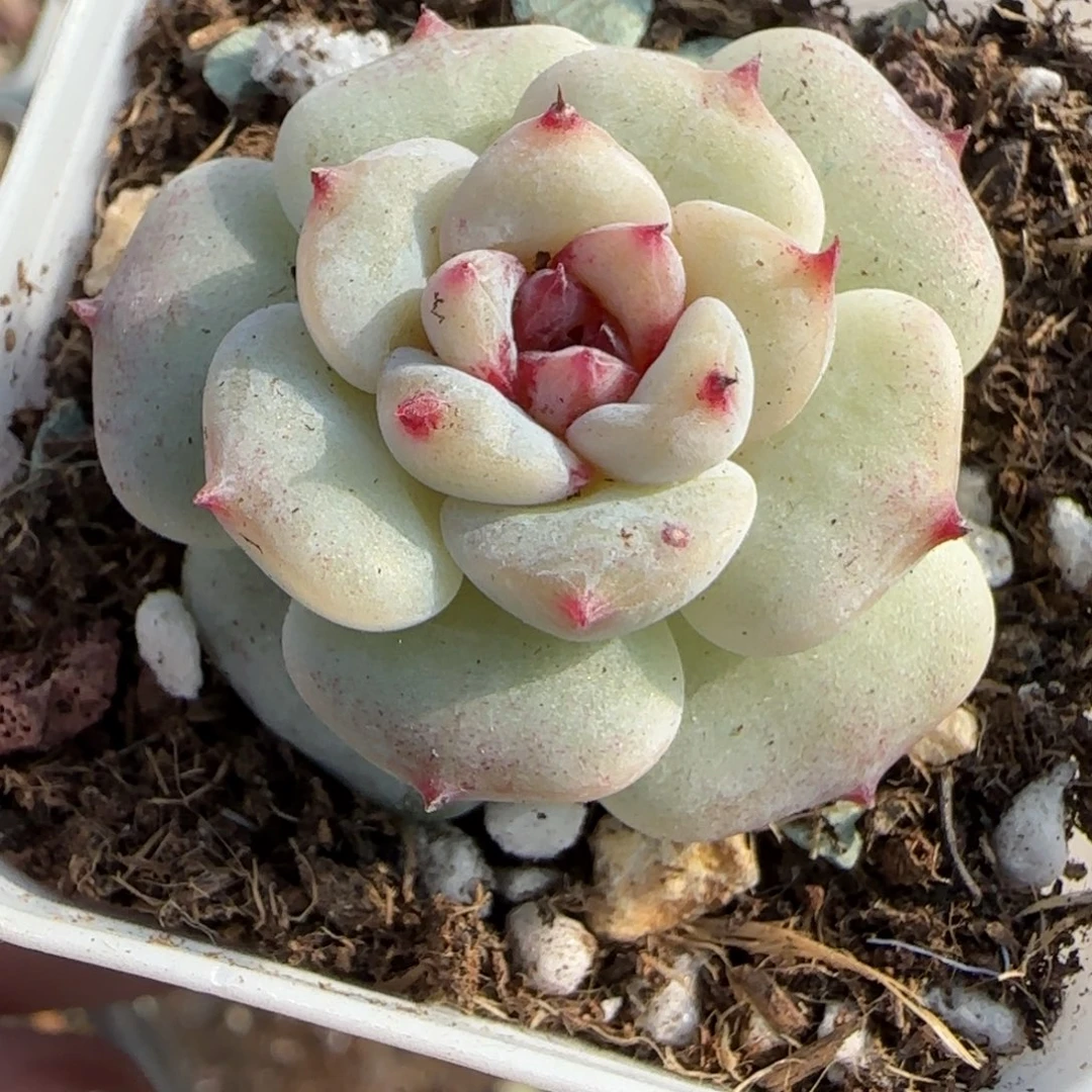 多肉小卡拉米糖心一物一拍