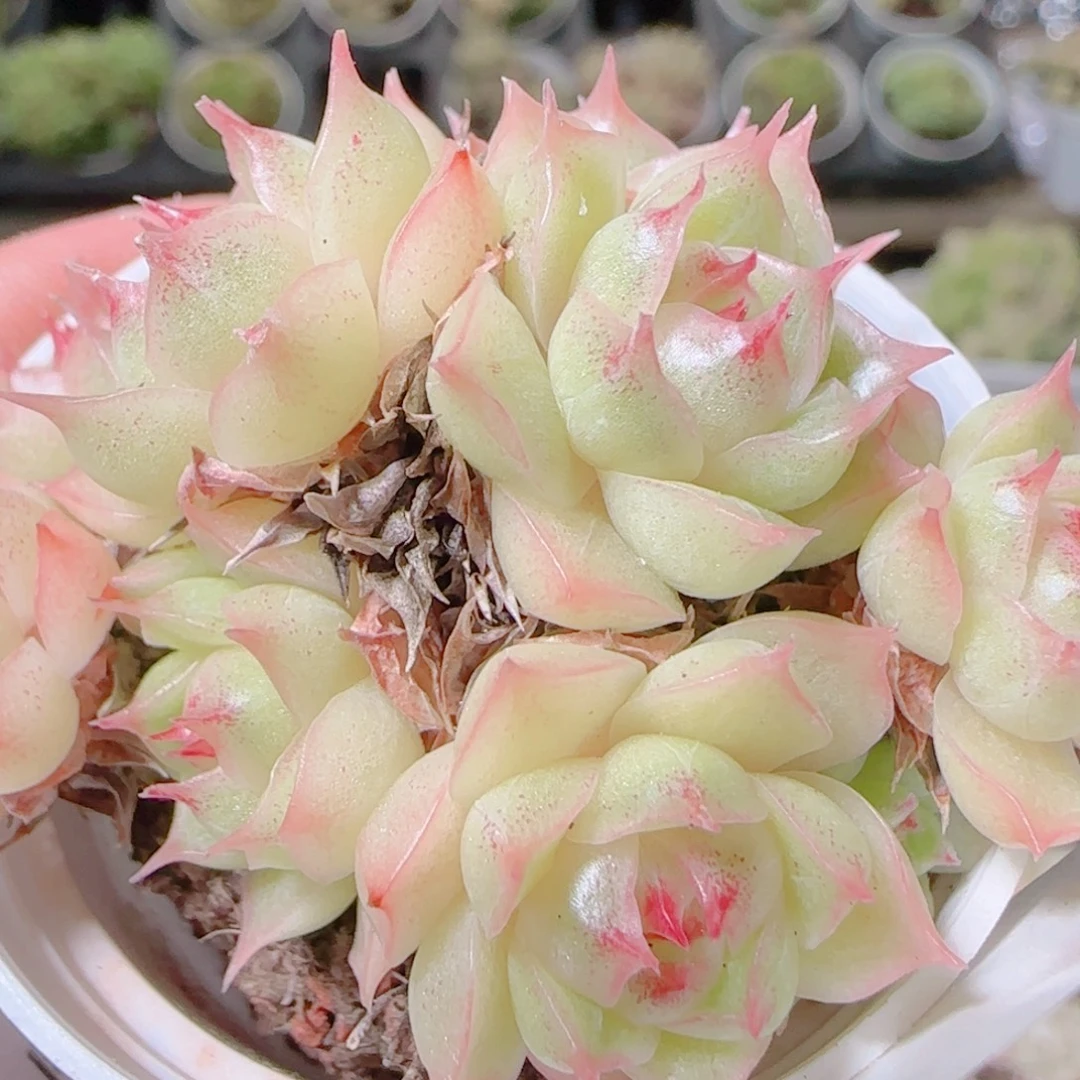 半***～花语逸镜1104-369散