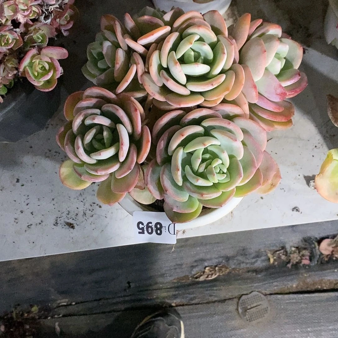 香*895白月光多肉植物