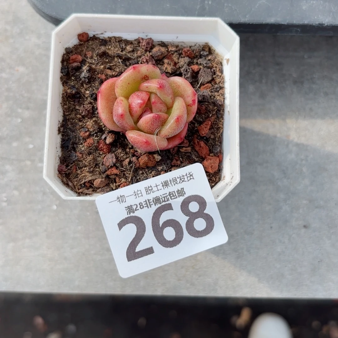 石化黑松露无盆土发货