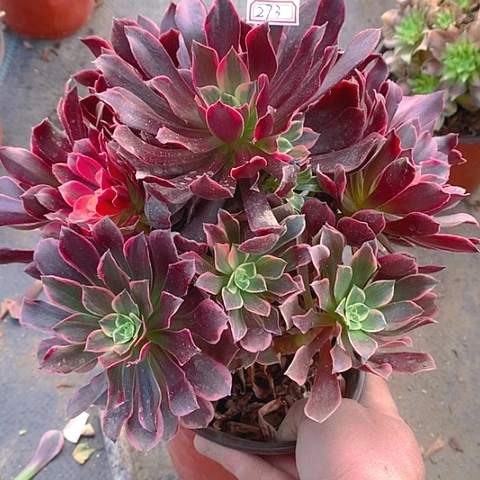 273金丝多肉植物