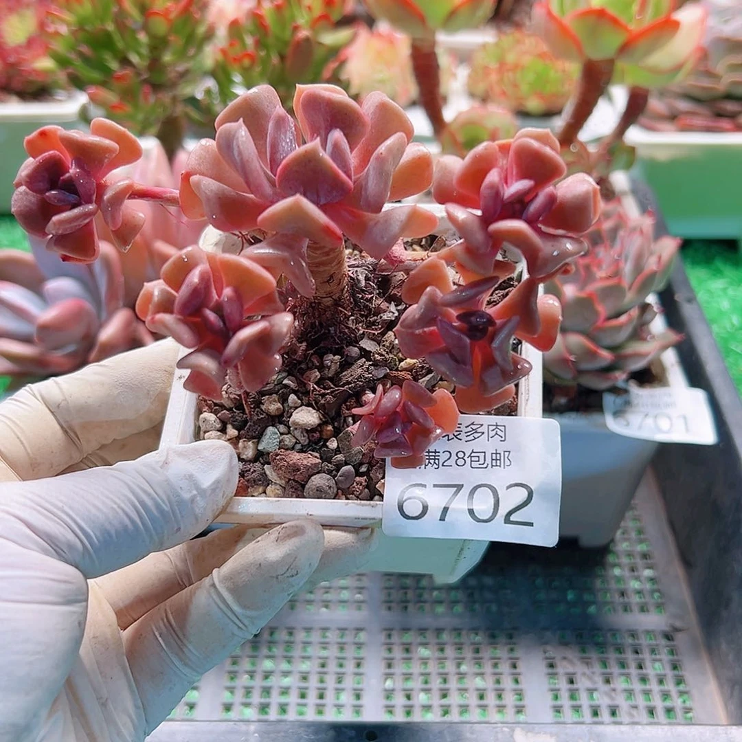 无花朵多肉一物＿拍6702