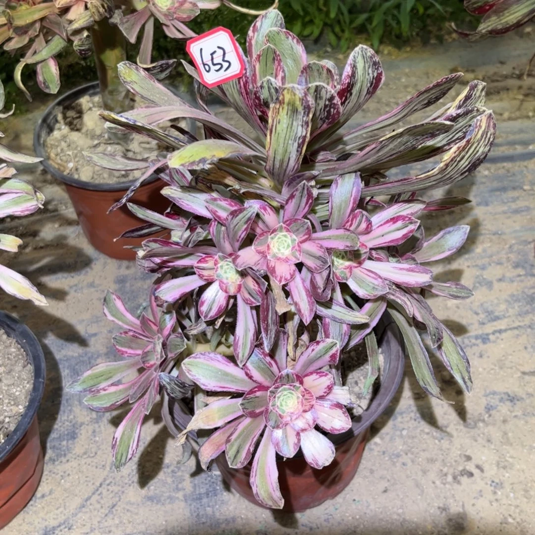 653多肉植物V锦锦