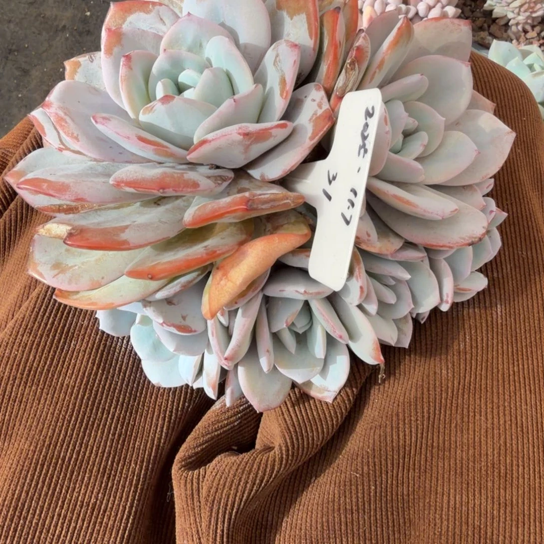 一物一拍奶茶超多头31