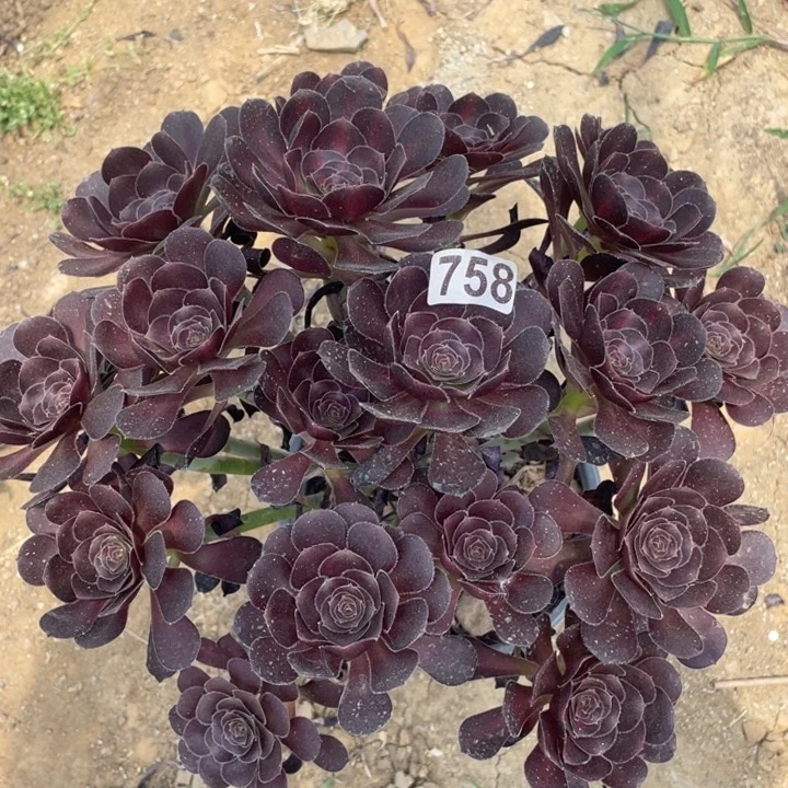 多***子758多肉植物黑豆植物