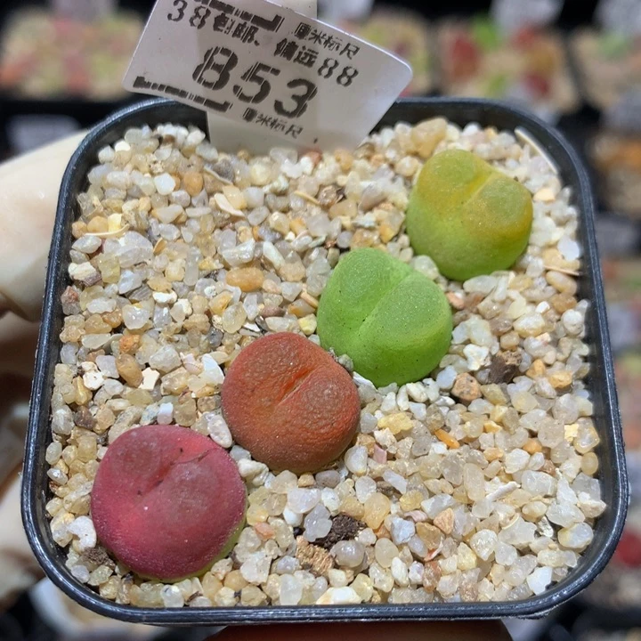 Sssssss好可爱呀853