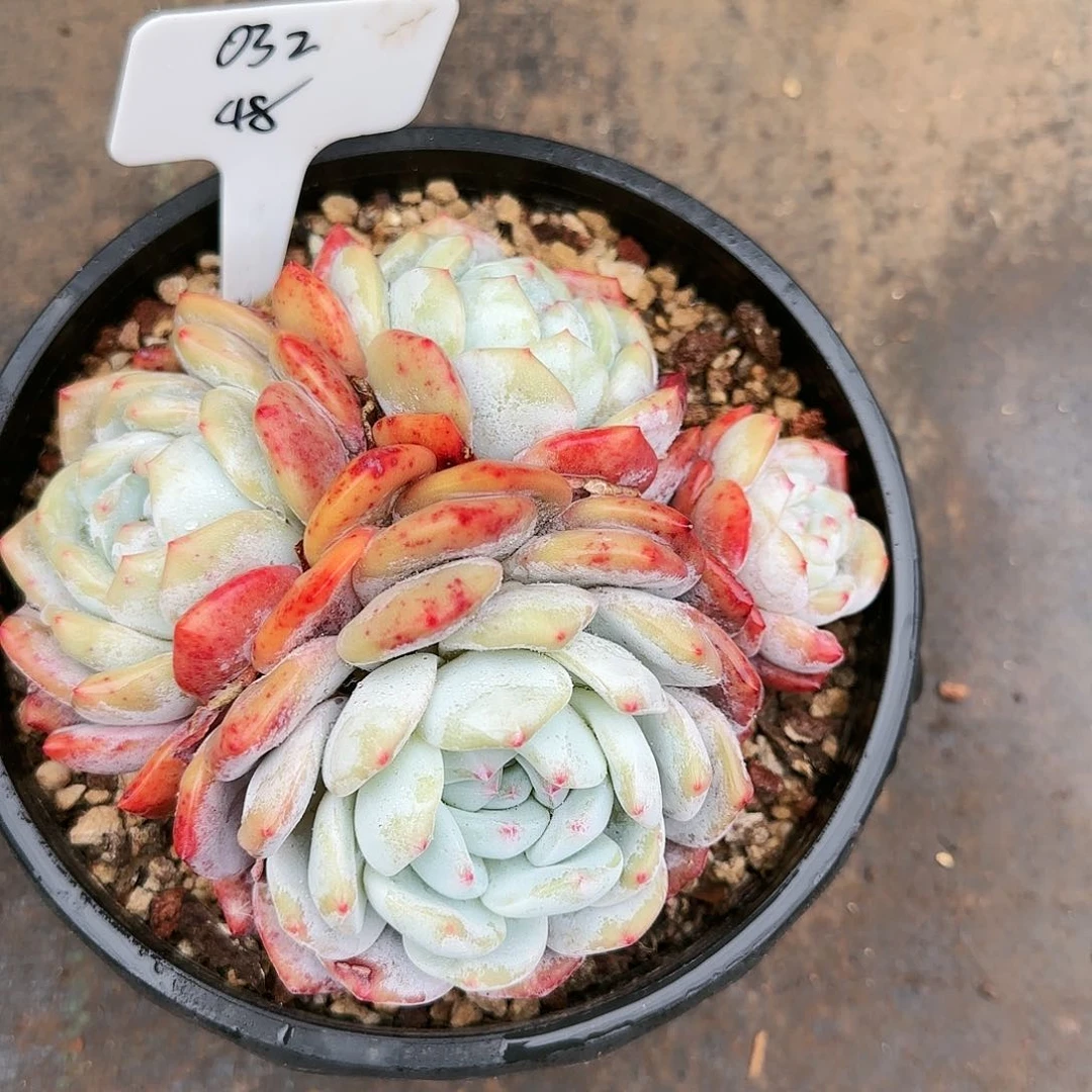 蜗*蜗牛。梦露4头48