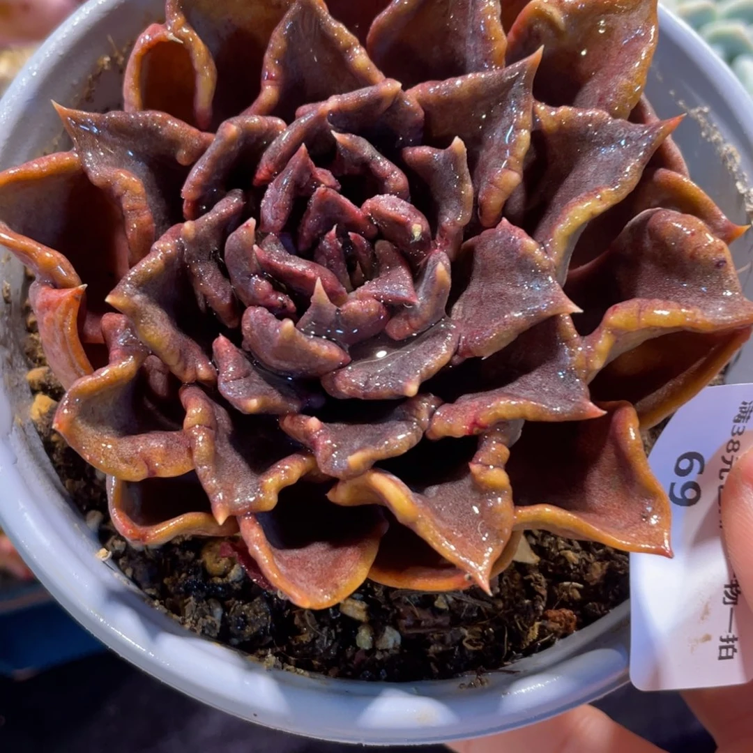 69黑饺子皮单头多肉植物