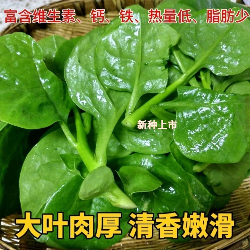 四季大叶木耳菜种子肉厚懒人耐高温耐湿阳台盆栽阳台盆栽菜籽种植