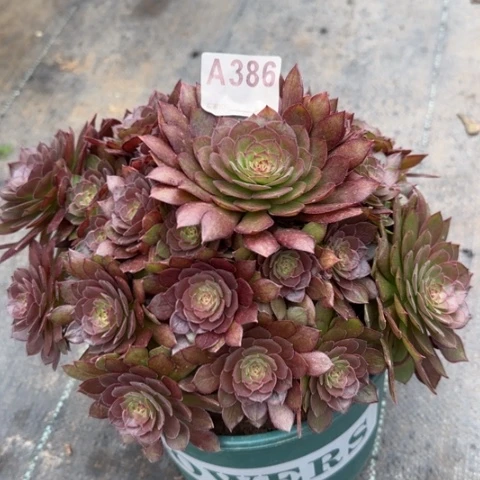 386红魔多肉23厘米左右