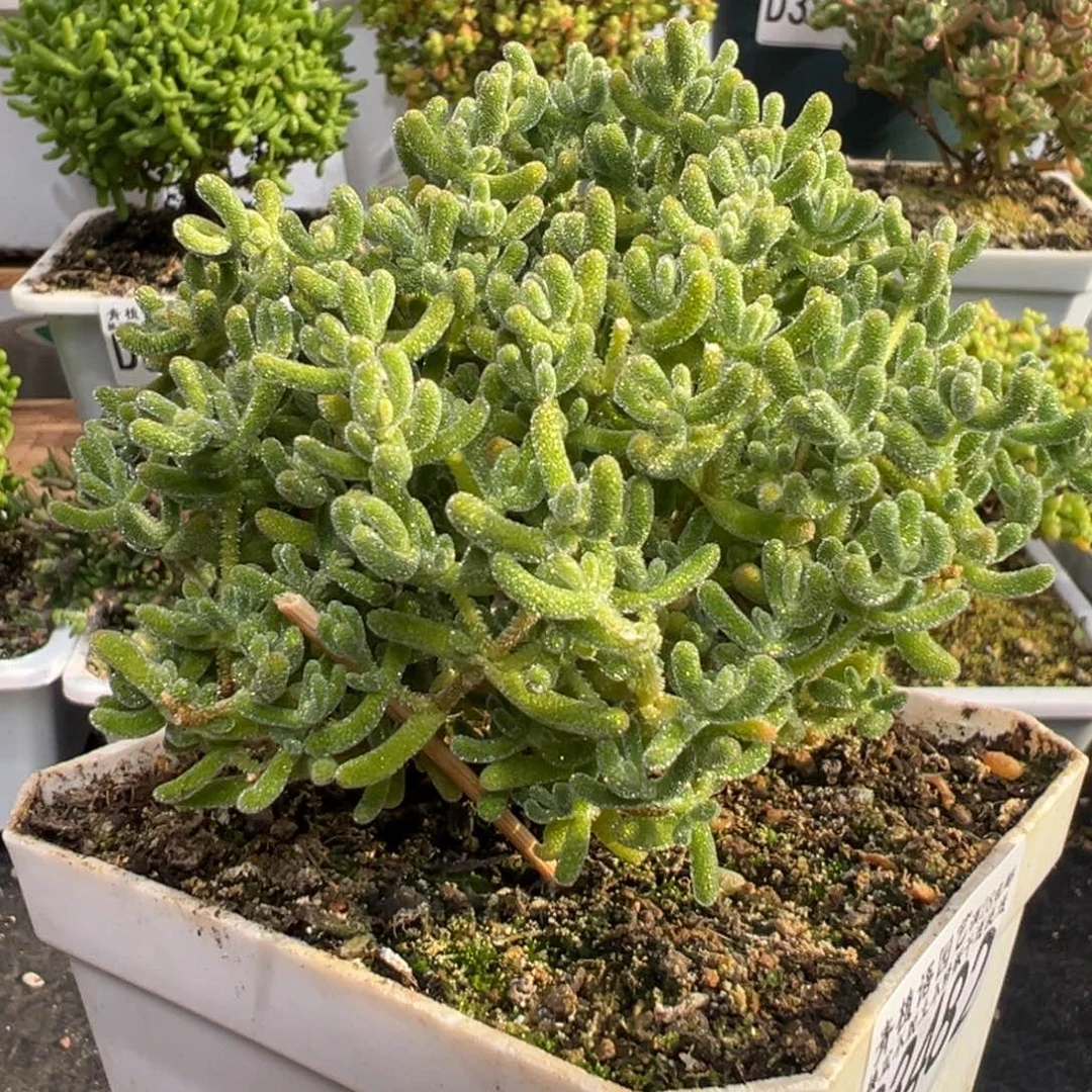 D3482冰橙枝干一物一拍