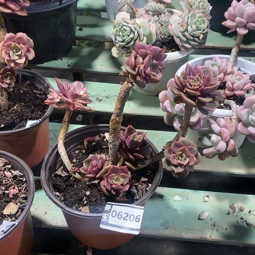 【闪购商品】芬*达大红袍06206