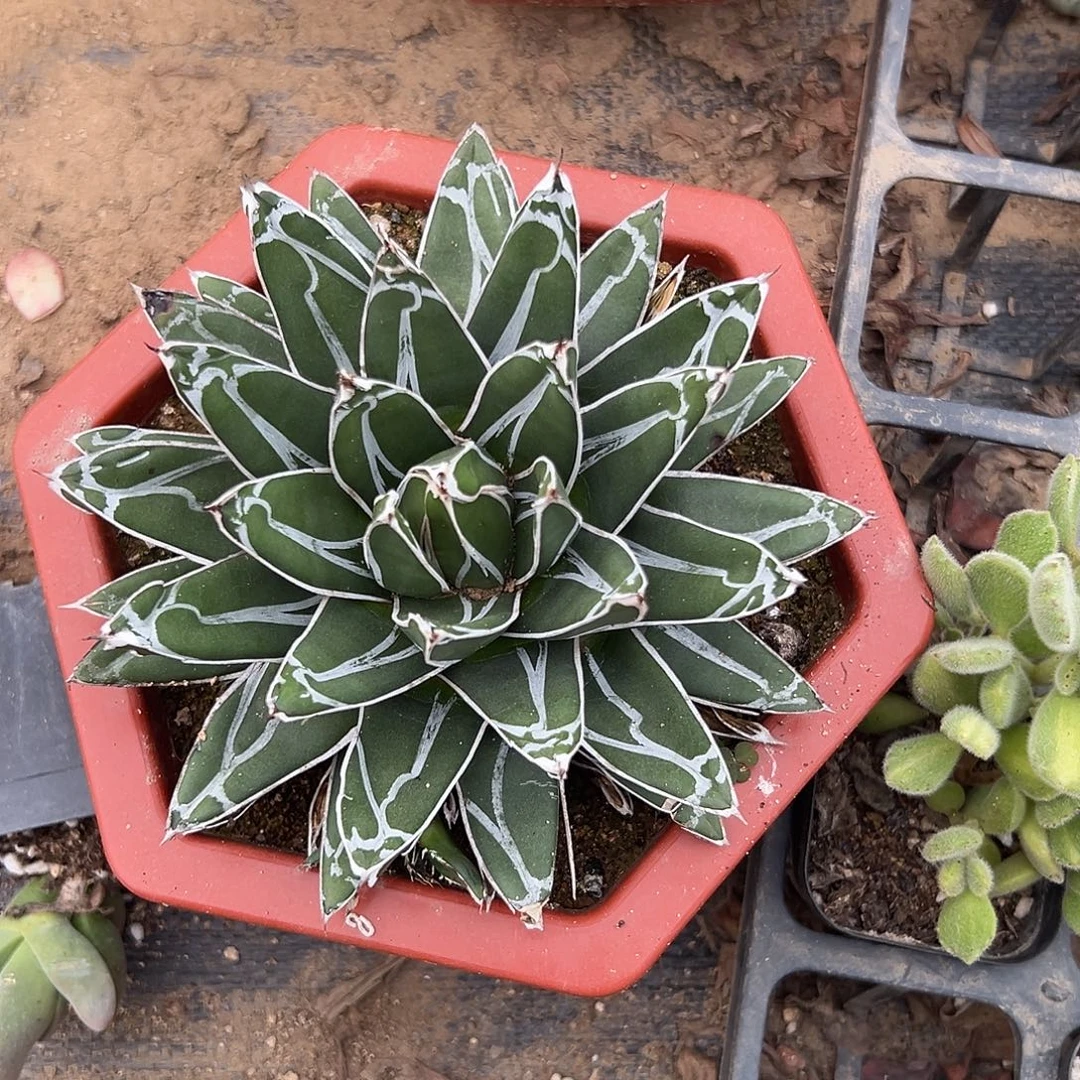 多肉植物屉之雪单头