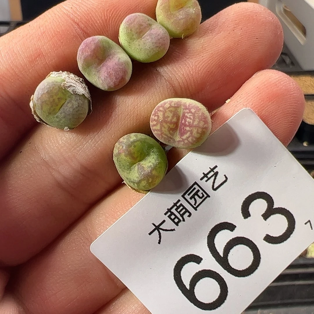 0000663 一物一拍清盒福利……