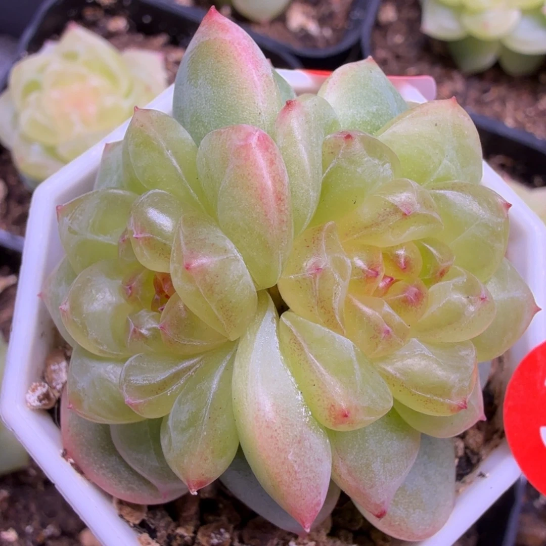 31号甜心极光一物一拍