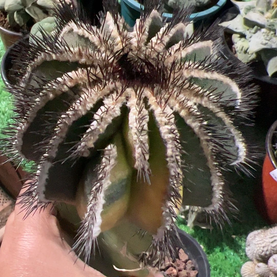 这****了尤波球锦仙人球445