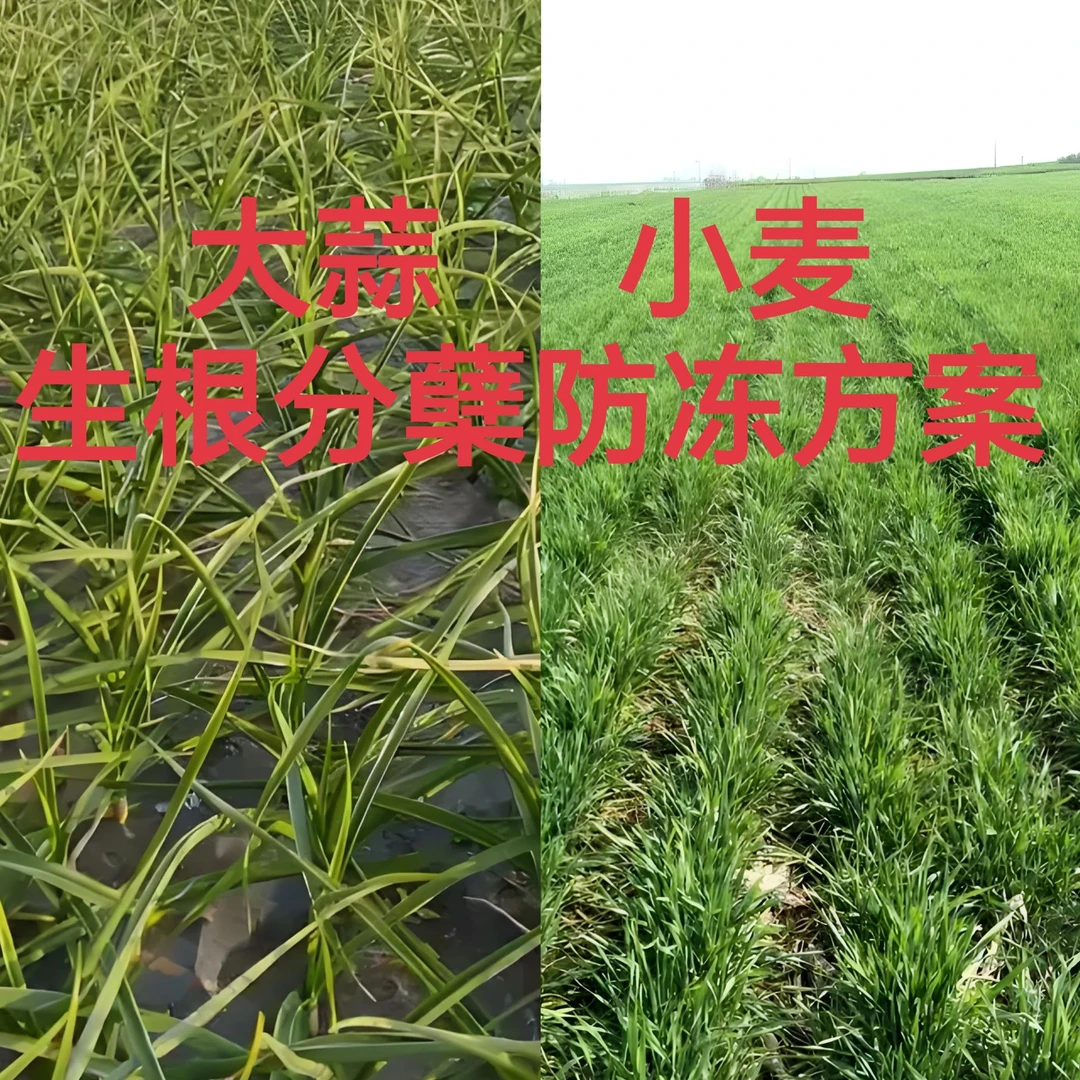 大蒜小麦年前生根防冻营养壮苗叶面含营养组合