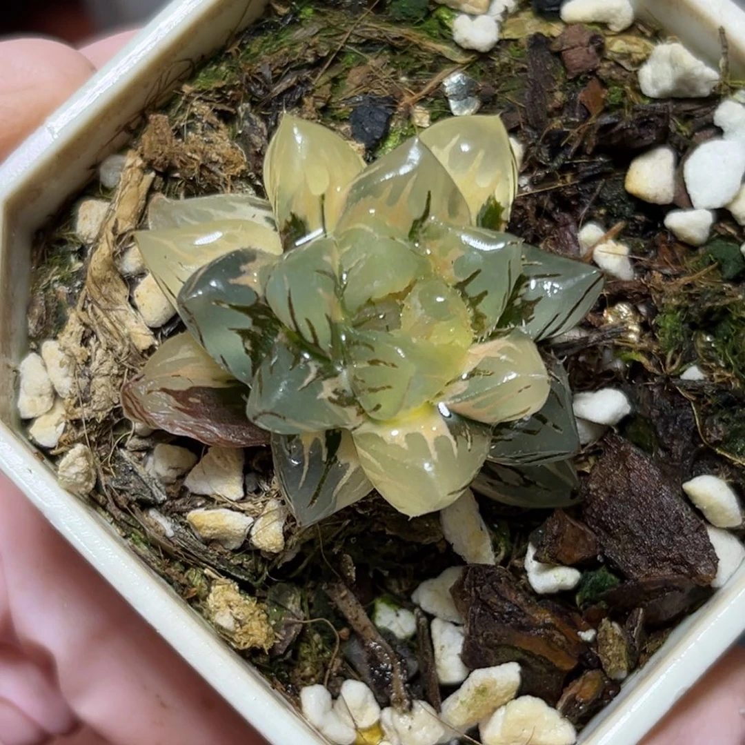 哼**嘿恭喜发财大吉大利579