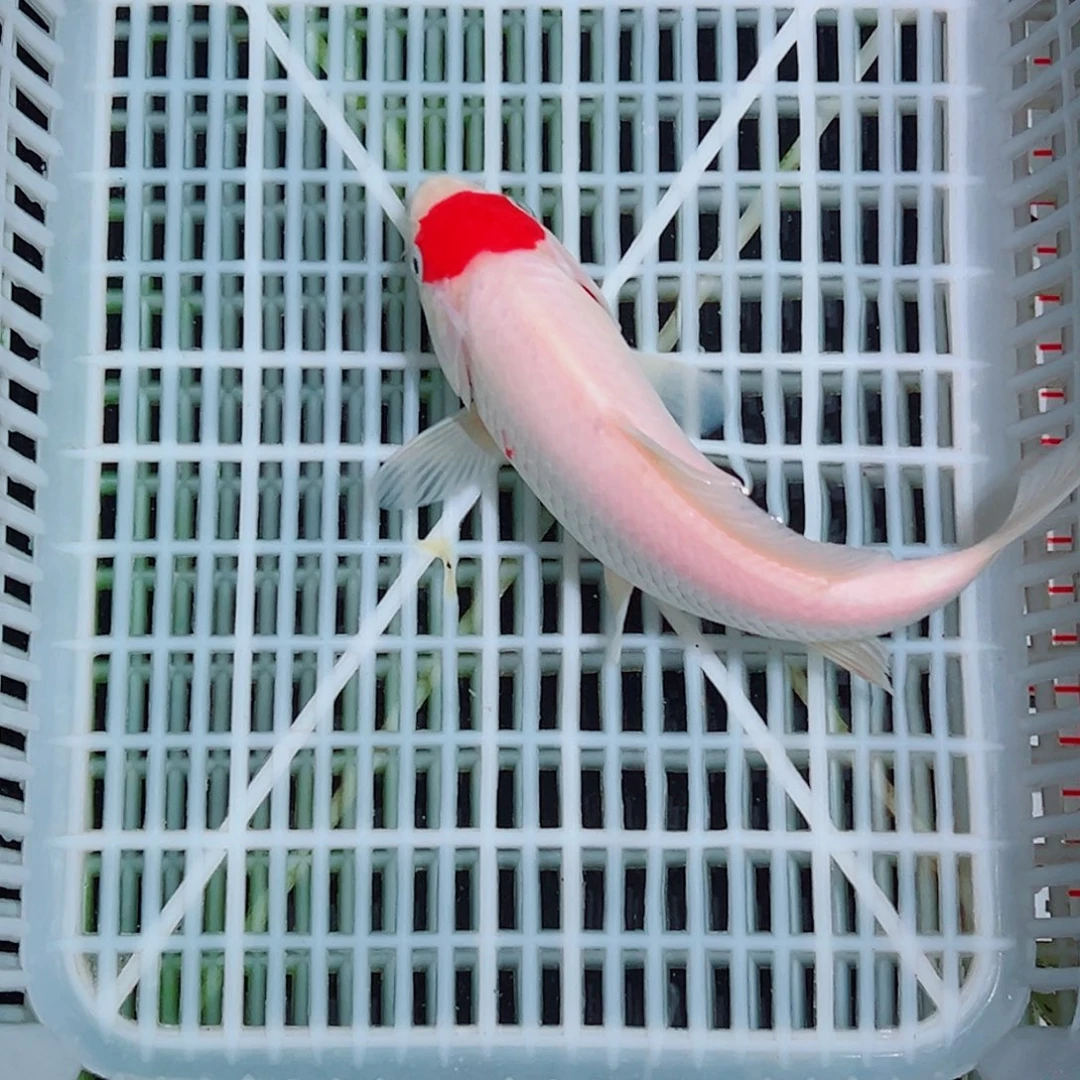 海水鱼锦鲤观赏鱼多品种