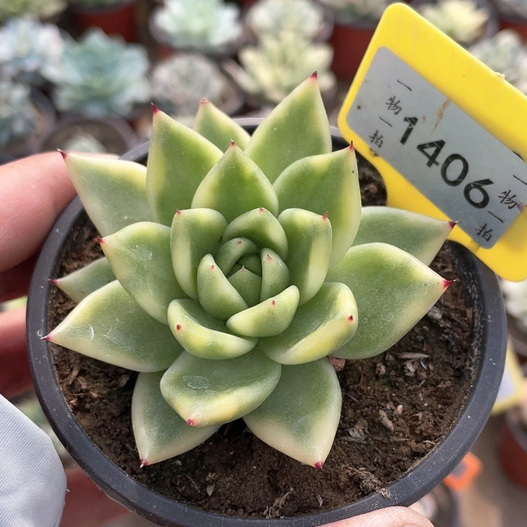 【闪购商品】无花朵火*1406号