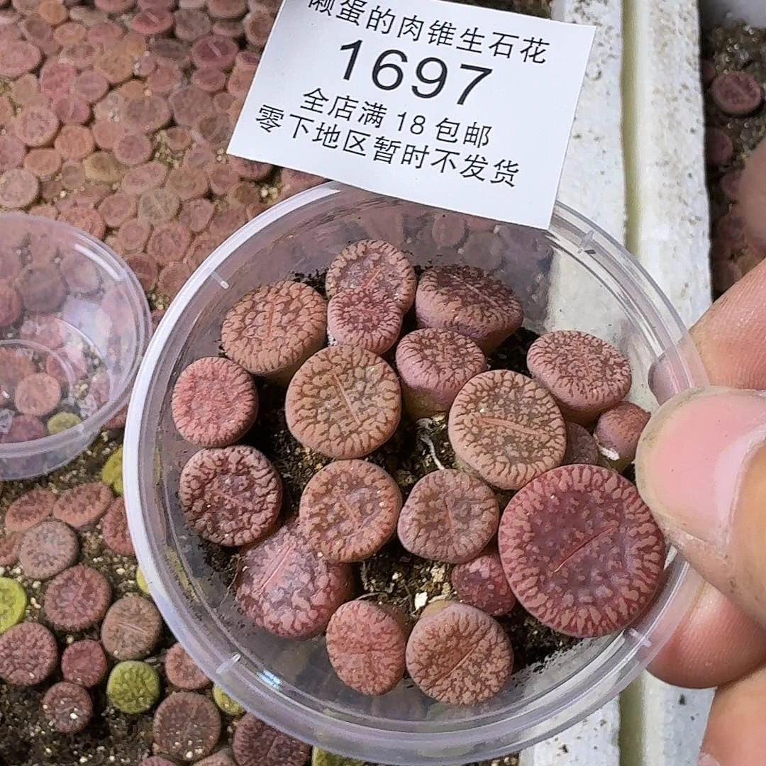 1697 哈哈哈哈哈哈哈哈