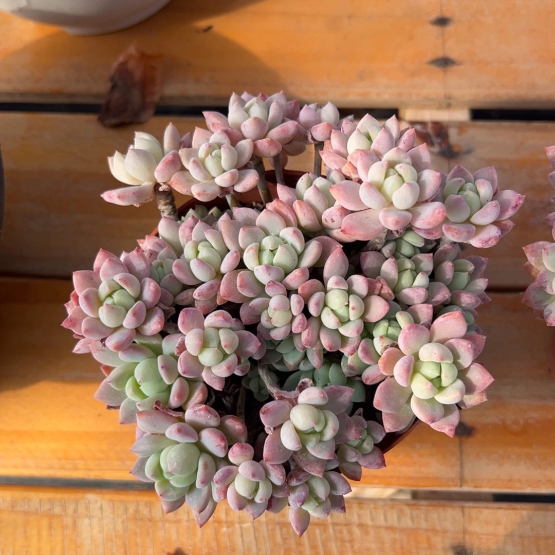 多肉桃酥【非偏远满18包邮】