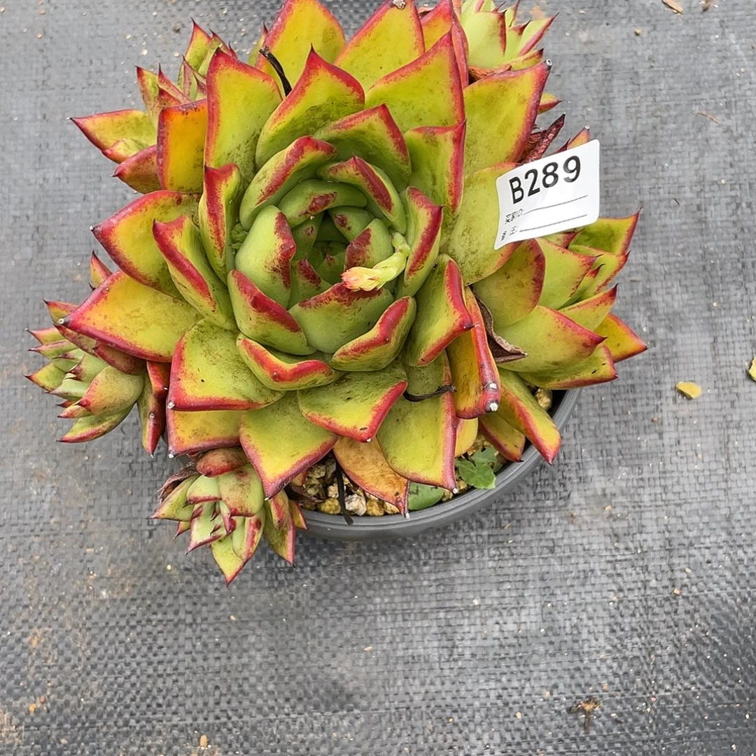 小***野若如东云单拍B289