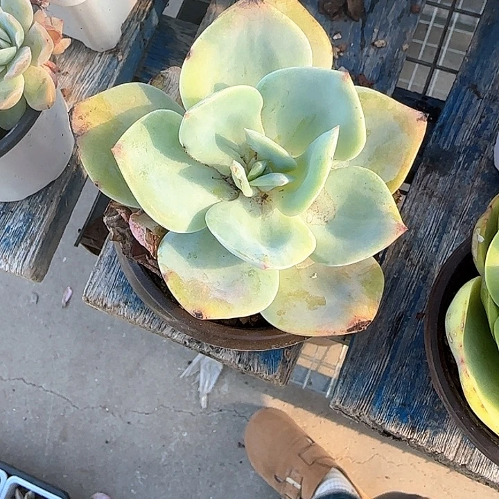 亦****君青蛙王子儿童牙膏111