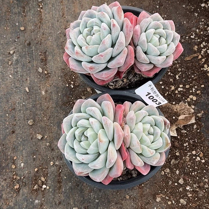 阿雅园艺。      1003两颗