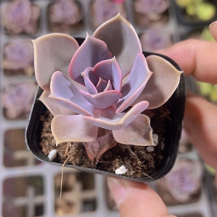 紫珍珠精品多肉植物大战