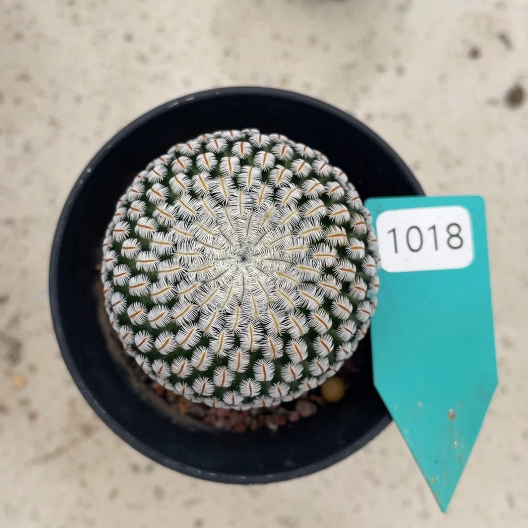 蹭***蹭白斜子          实生根