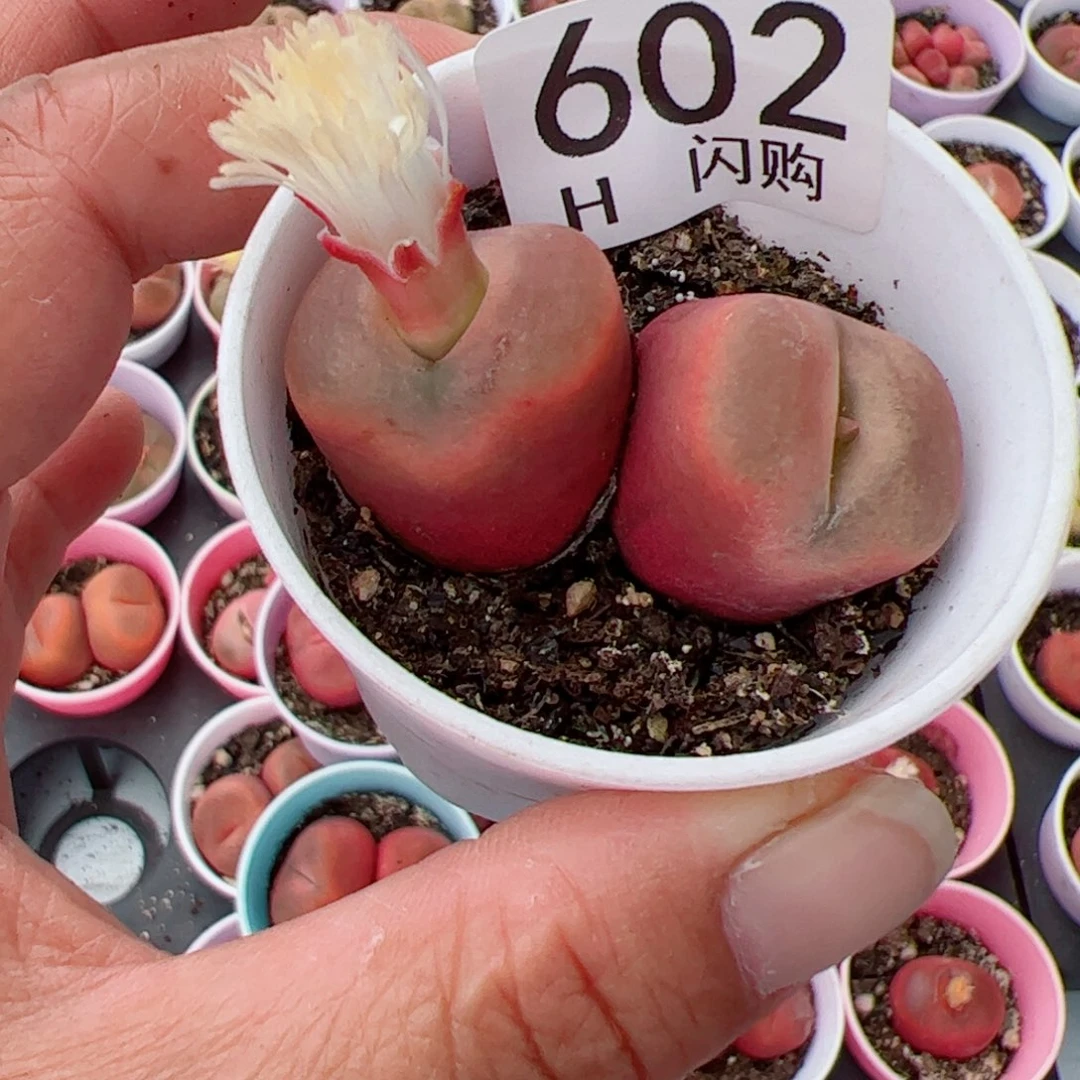 无花朵杏****?我很喜欢这个H602