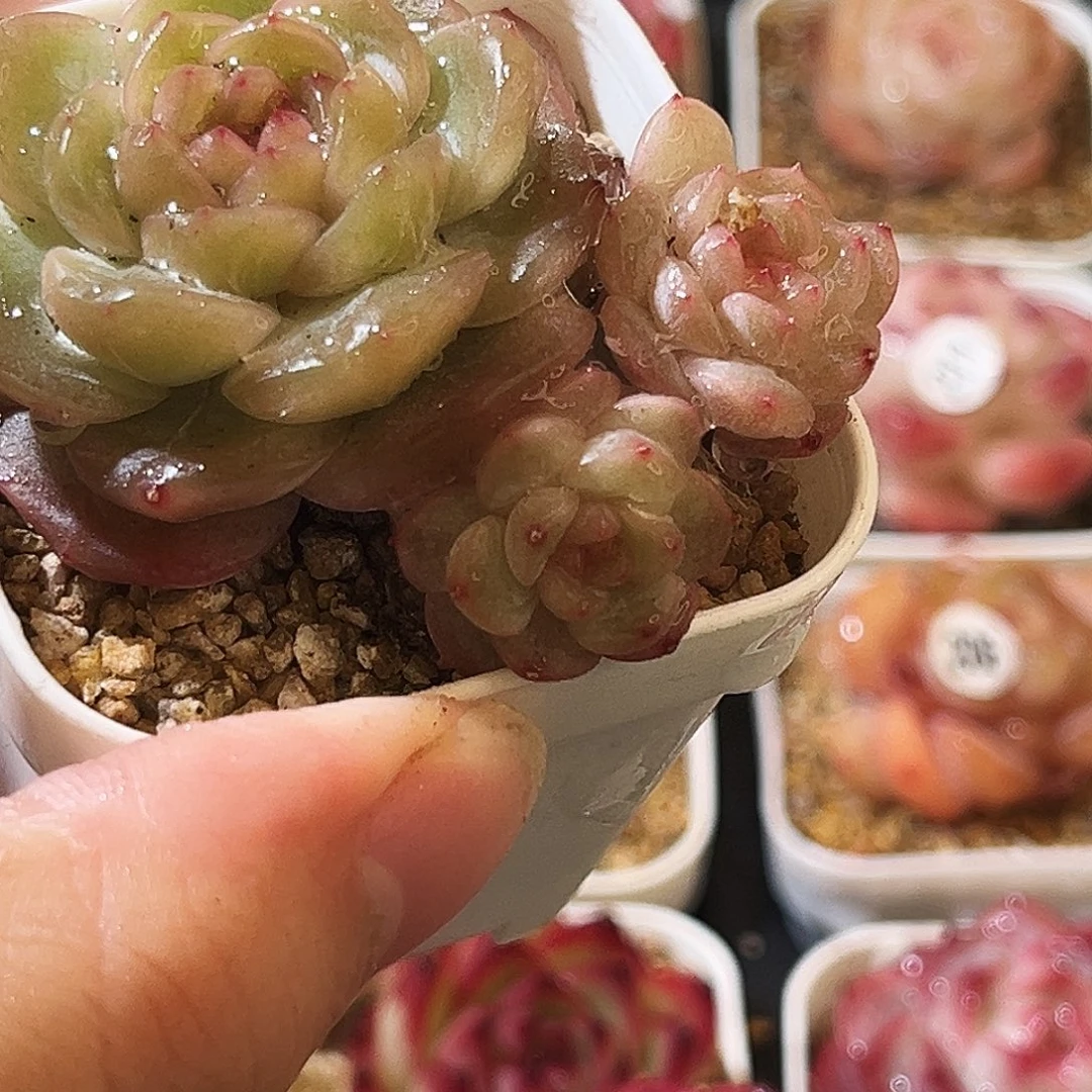 多肉植物一物一拍6-4