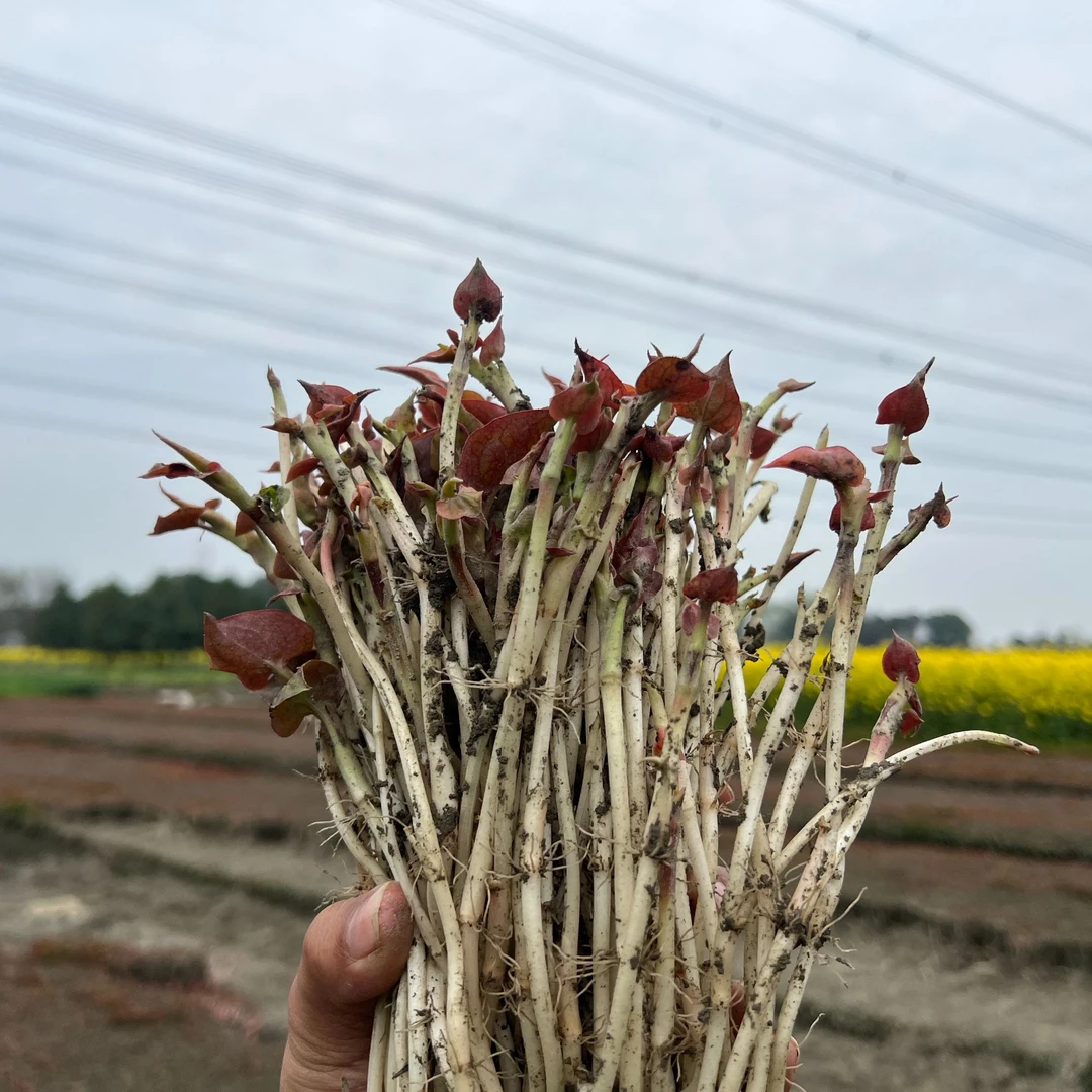 【现摘现发-坏单包赔】四川新鲜折耳根嫩芽鱼腥草应季蔬菜蔬菜装