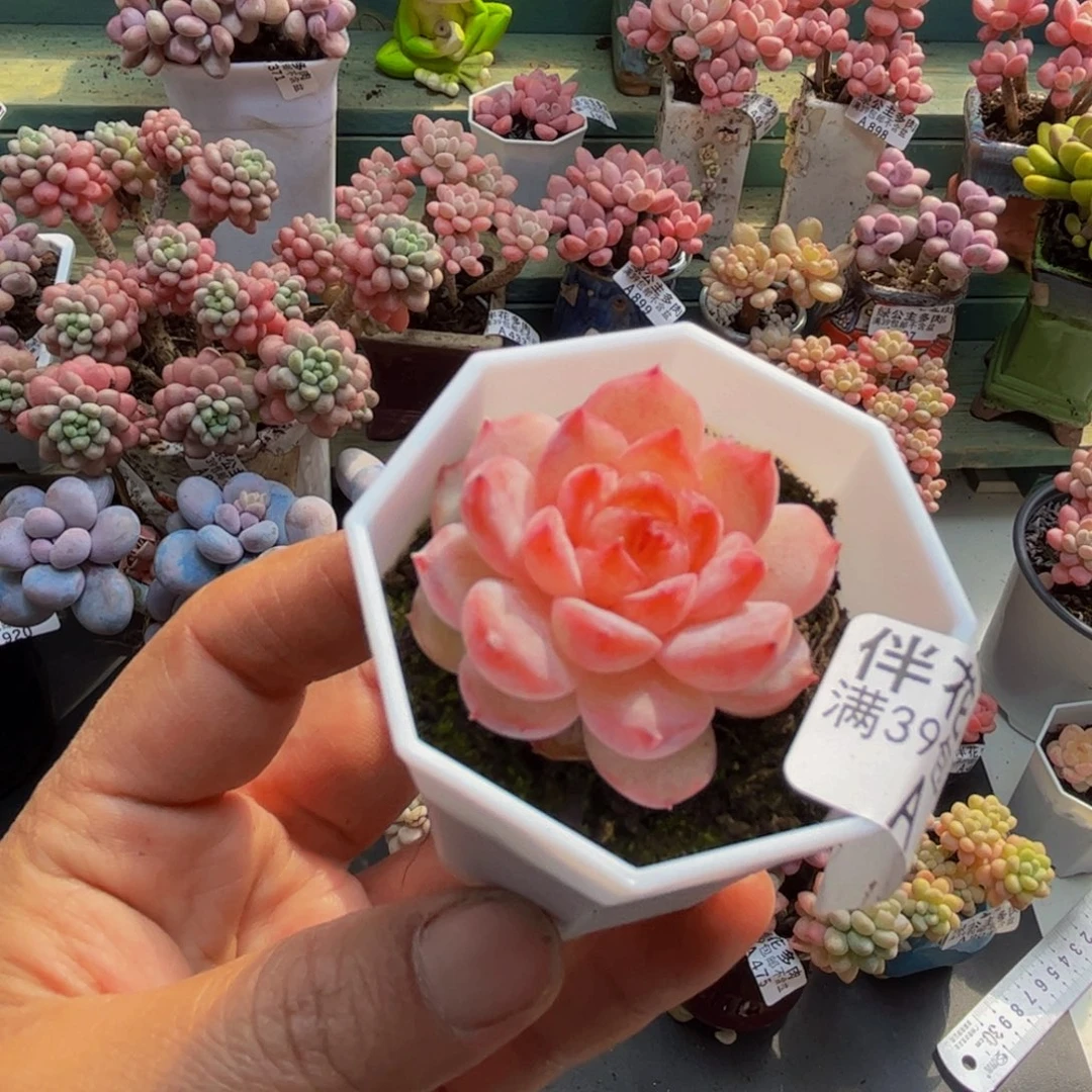 437魔力5cm多肉植物