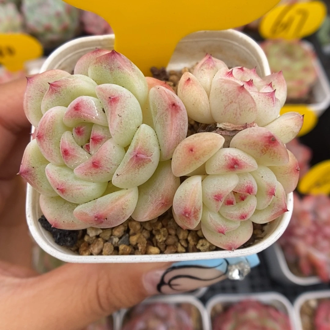 蜜糖甜心可拍858号