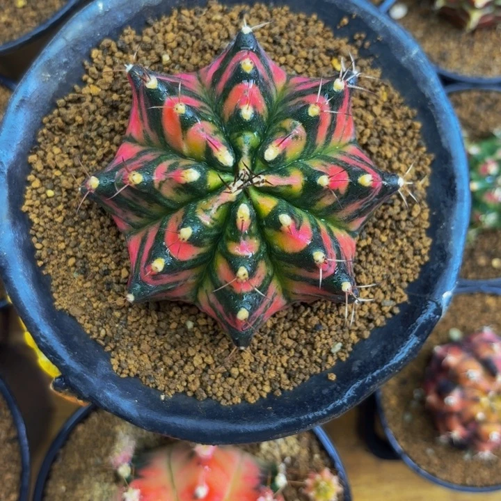 西皮鸭0000000000004880