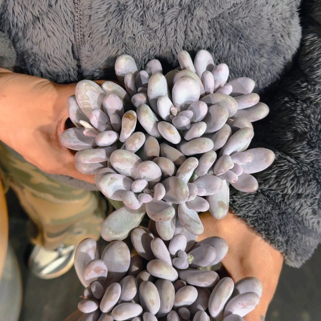 奶酪多头平头123467