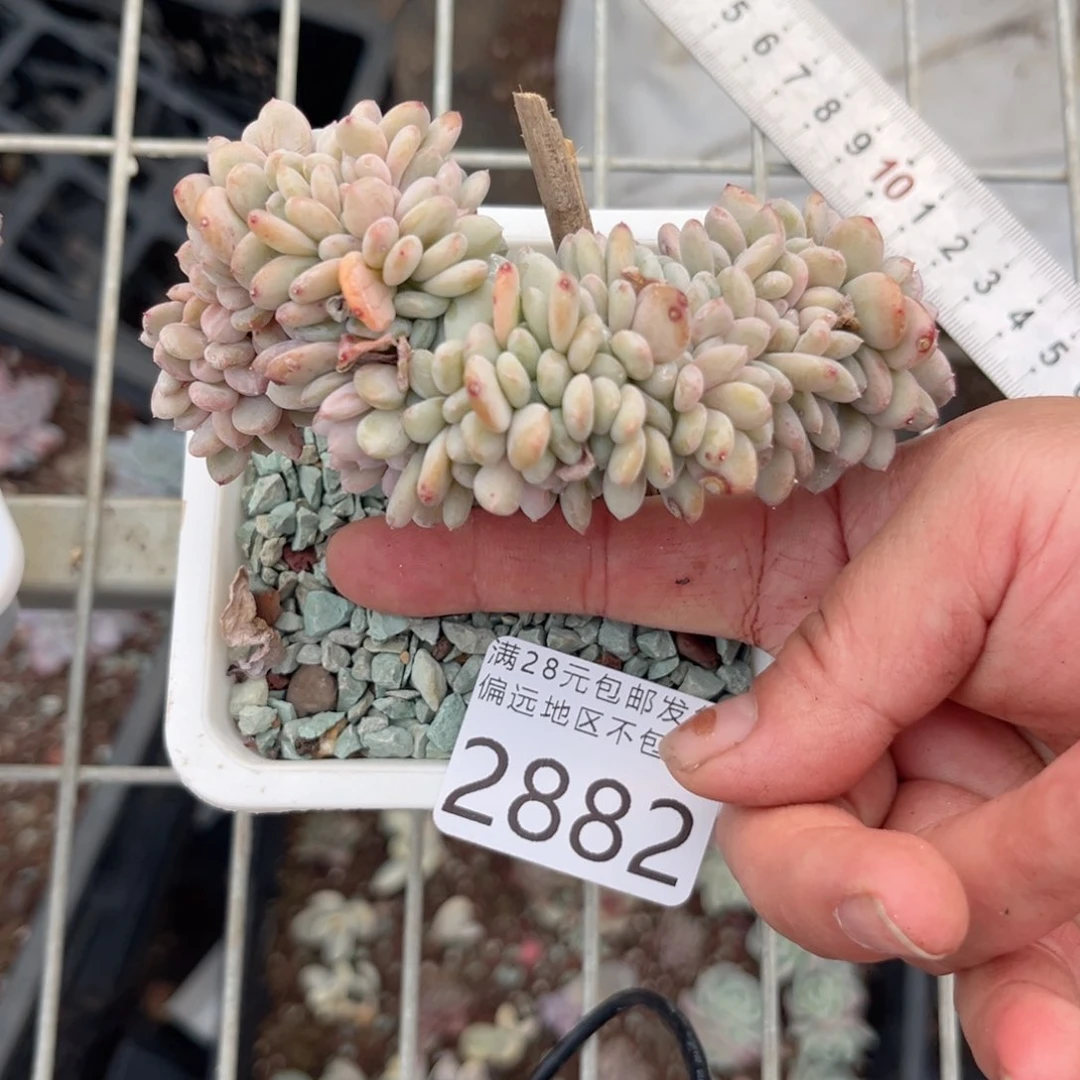 大2882（x g c b v b b n