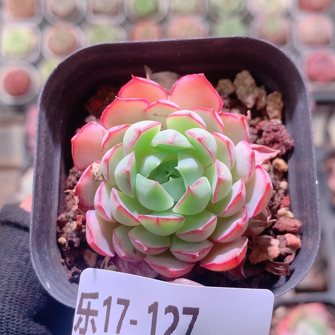 乐然17-127 桃花雨