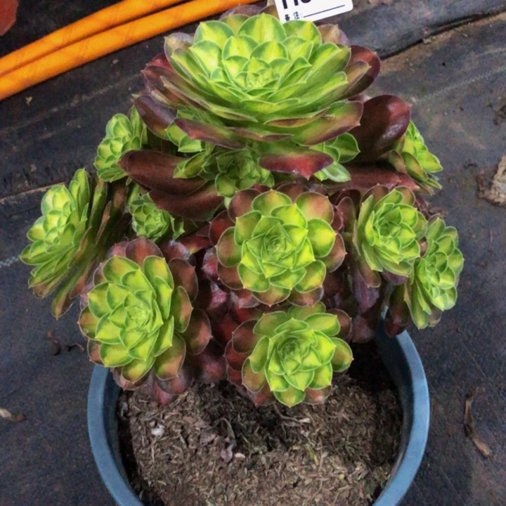 韶华多肉987000000000