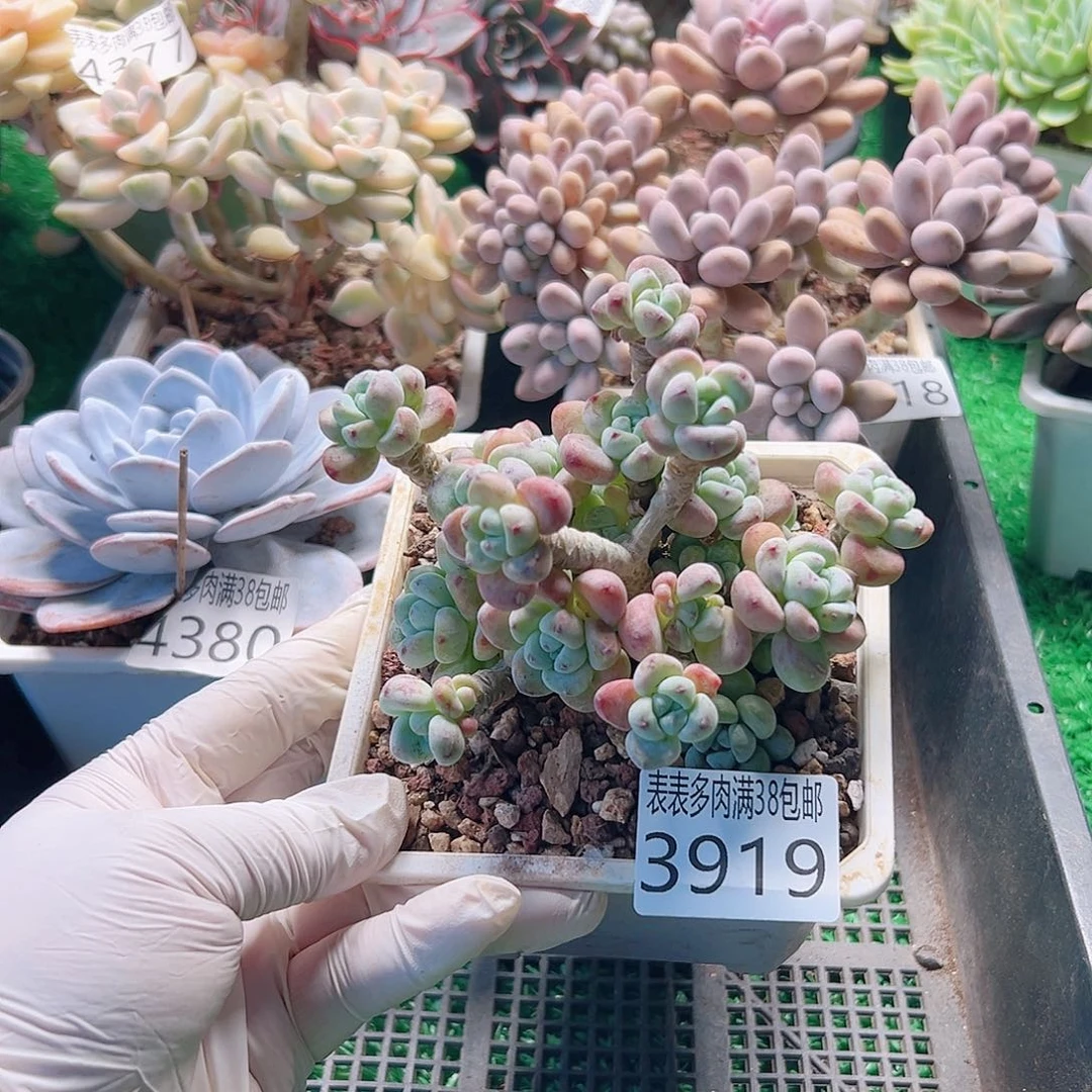 无花朵多肉一物一拍植物3919