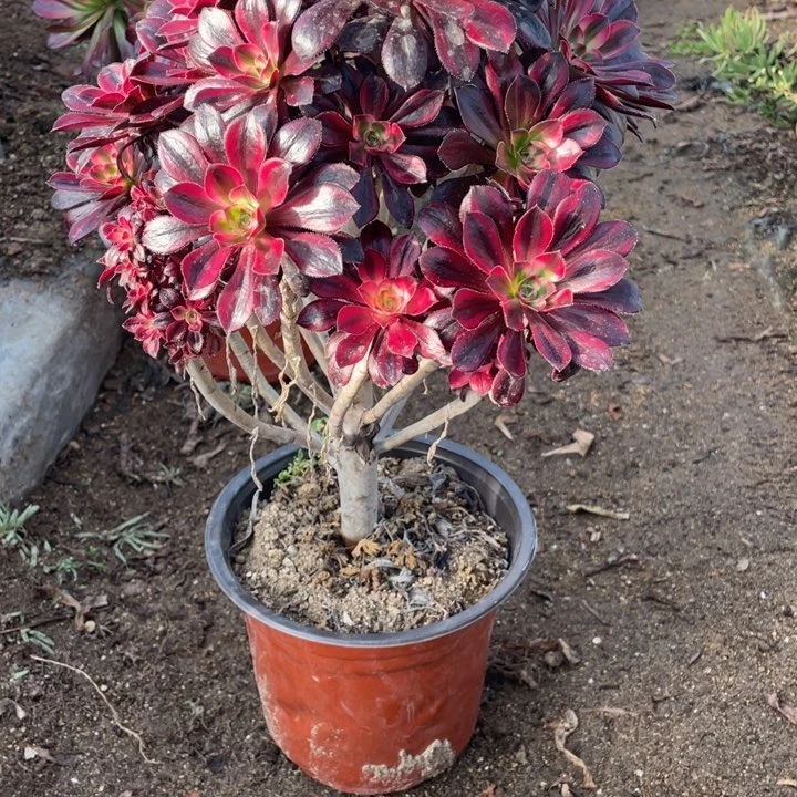 351号丽娜多肉植物