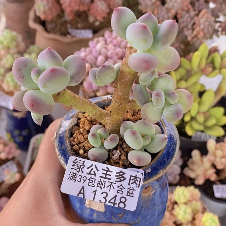 苹果奶7cm1348多肉植物